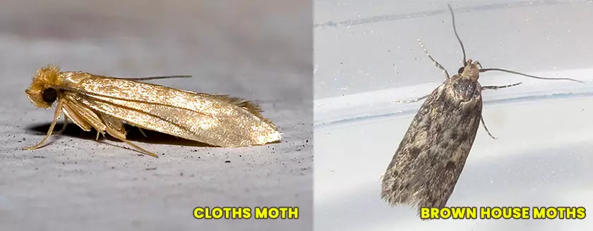 7 Foolproof Methods to Eliminate Moths from Your Home : A Comprehensive ...